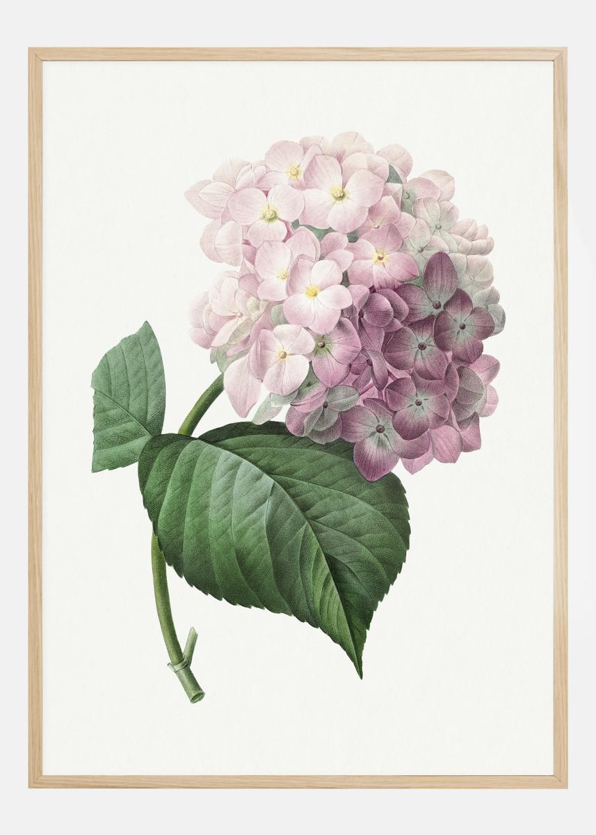 Achetez Hydrangea Macrophylla Poster ici 