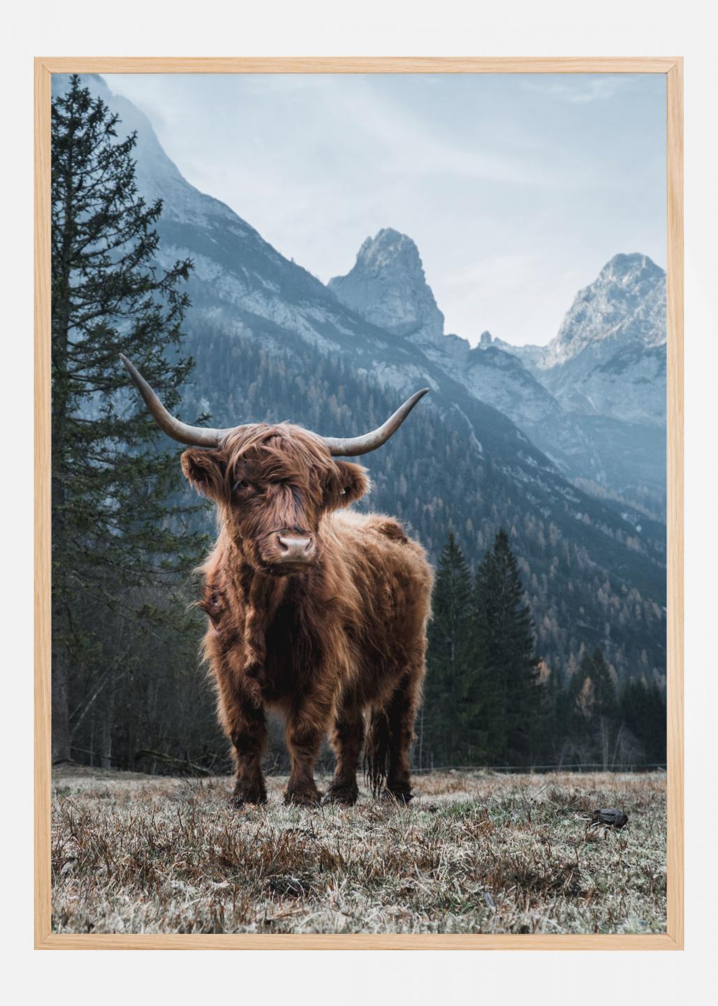 Cadre photo - Poster - Scottish Highlander - Vache - Animaux - Berg - Cadre  pour