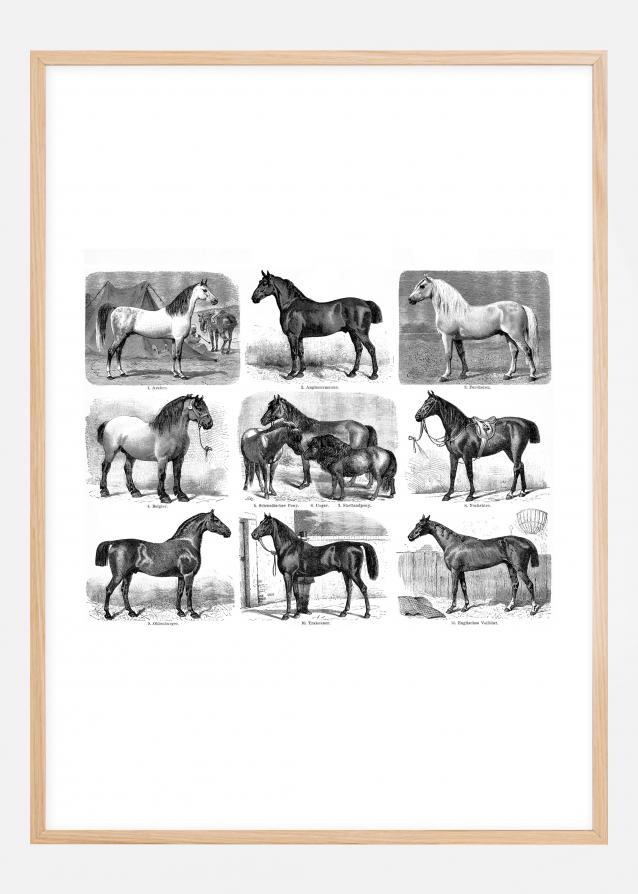 Races de chevaux Poster