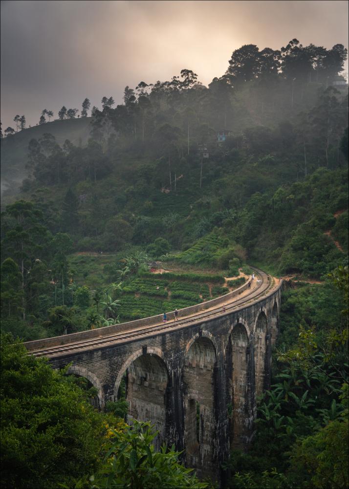 Jungle train rails Poster