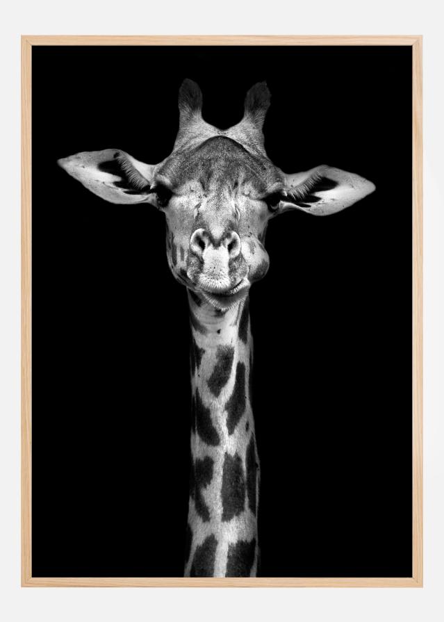 Chewing Giraffe Poster