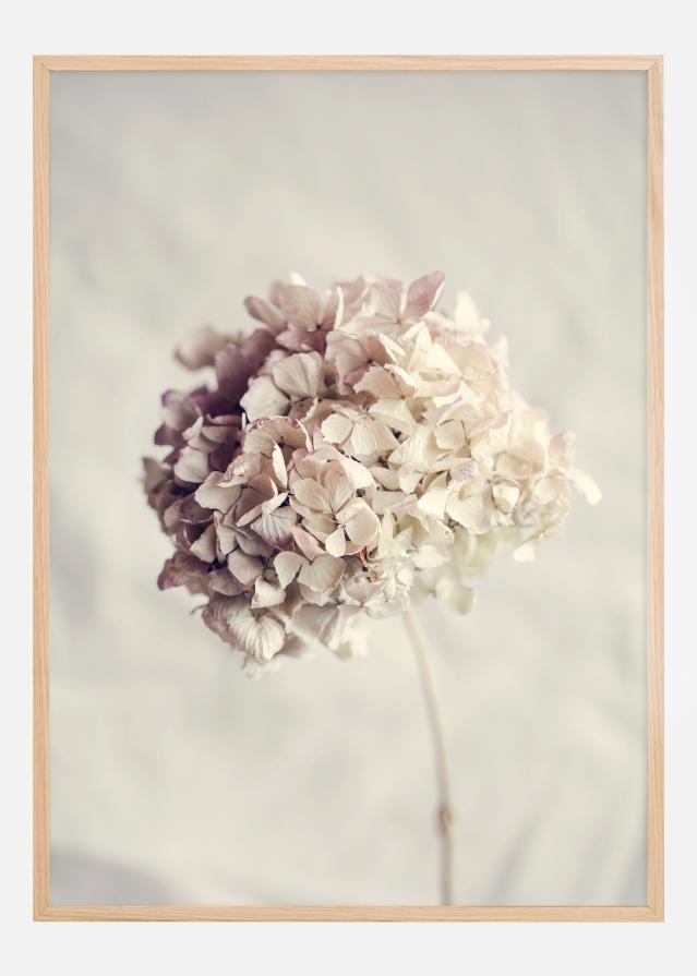 Dried Hydrangea Poster