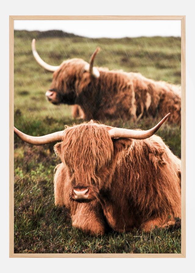 Highland Cattle Poster