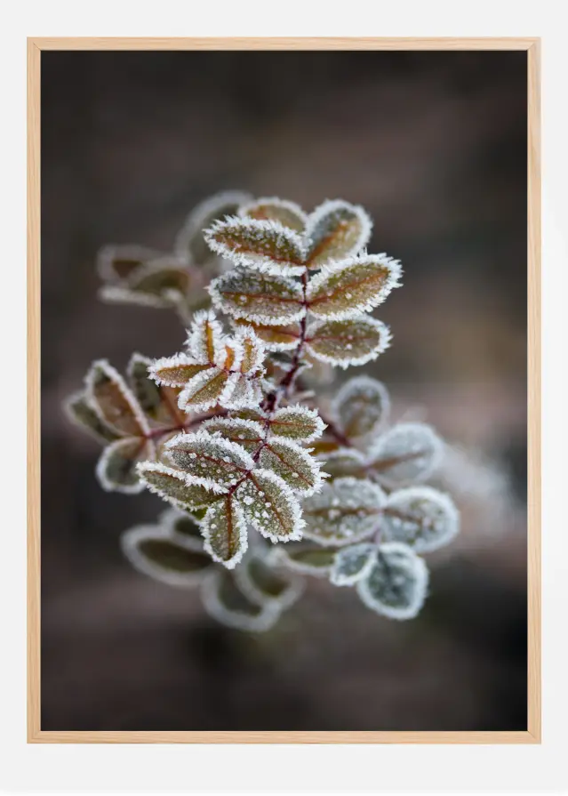 Frosty rose petals Poster