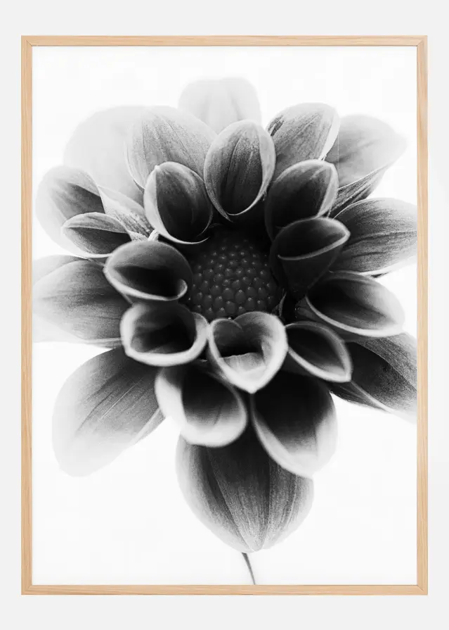 Dahlia Poster