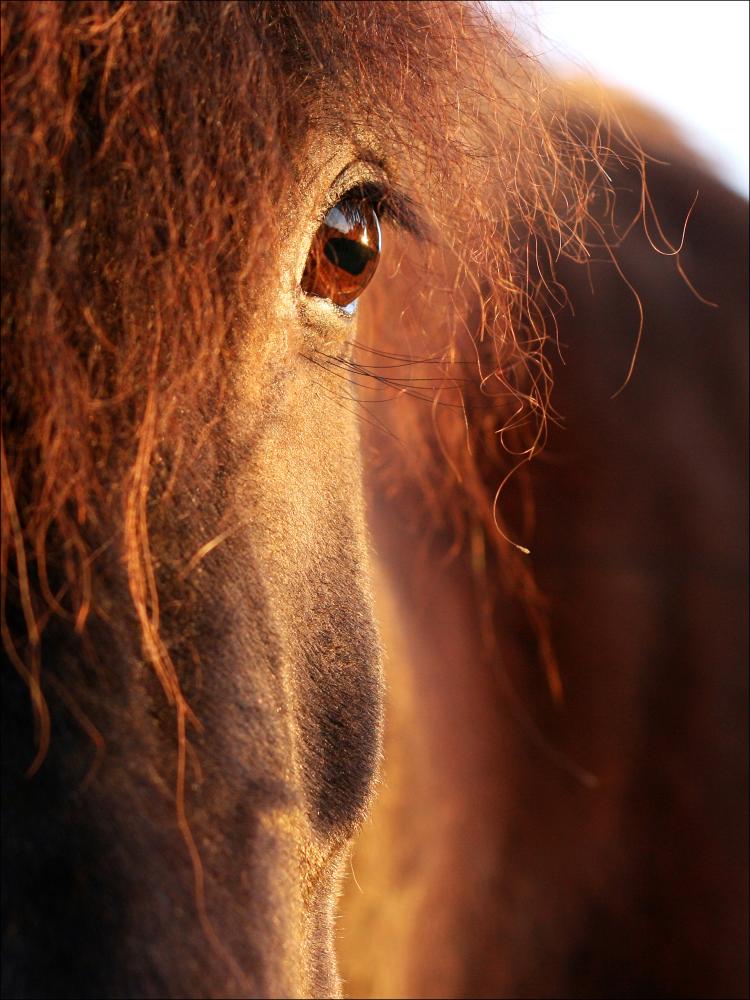 Horse sunset Poster