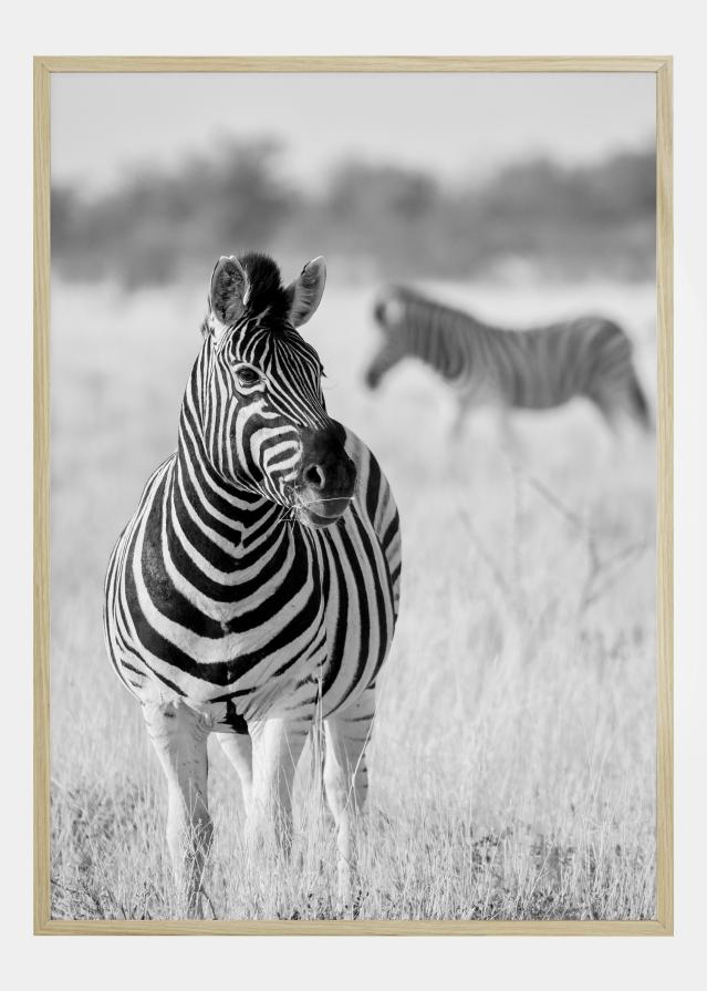 Zebra Bw Poster