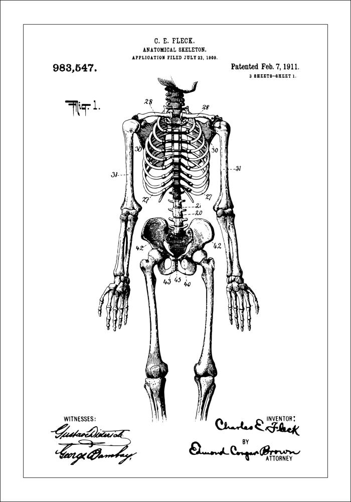 Dessin de brevet - Squelette anatomique I - Poster