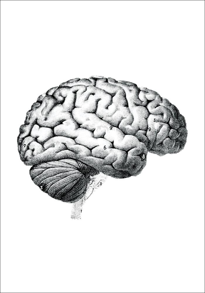 Planche avec parties du cerveau Poster