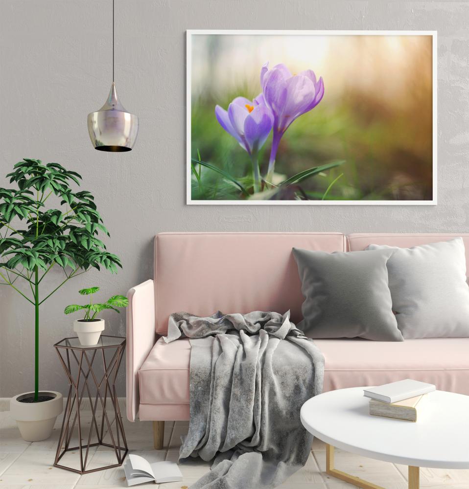 Crocus violet Poster