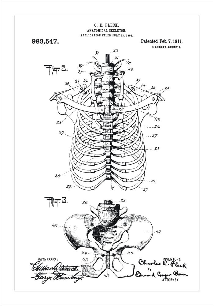 Dessin de brevet - Squelette anatomique II - Poster