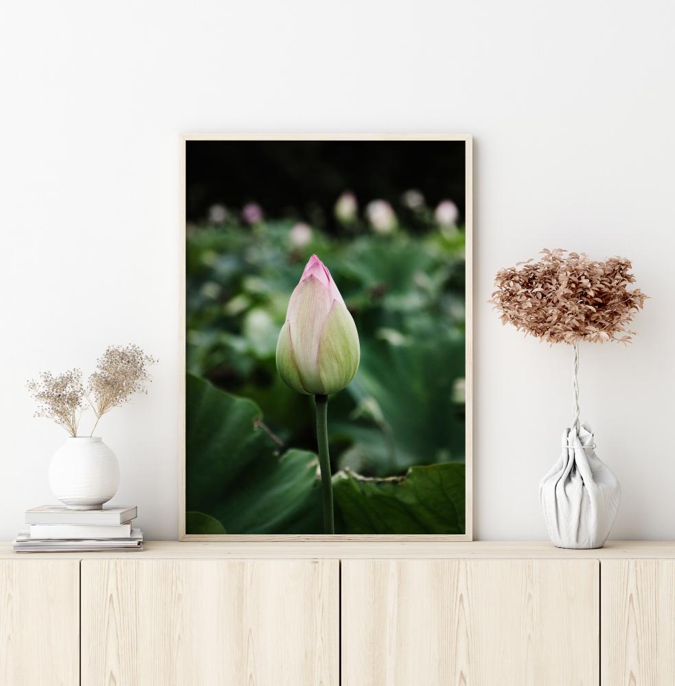 Peony Field Poster